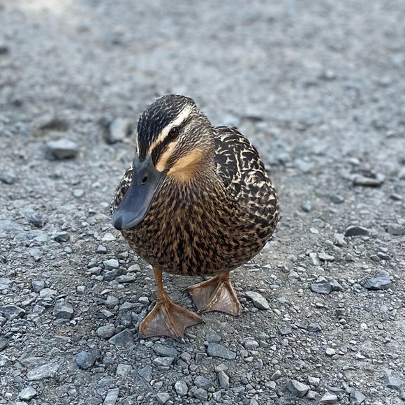 mama_duck8